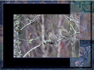 Leçon de PERSÉVERANCE Musique: Songbird – Barbra Streisand  