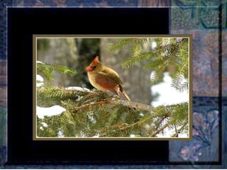 Leçon de PERSÉVERANCE Musique: Songbird – Barbra Streisand  