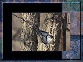 Leçon de PERSÉVERANCE Musique: Songbird – Barbra Streisand  