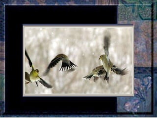 Leçon de PERSÉVERANCE Musique: Songbird – Barbra Streisand  