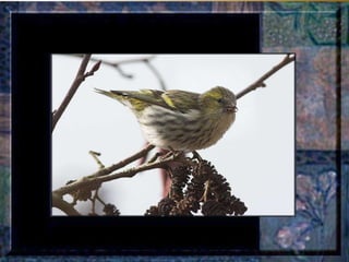 Leçon de PERSÉVERANCE Musique: Songbird – Barbra Streisand  