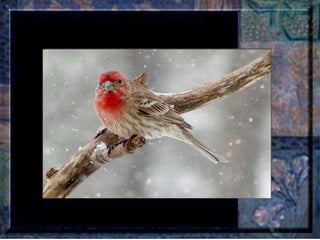 Leçon de PERSÉVERANCE Musique: Songbird – Barbra Streisand  