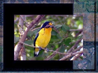 Leçon de PERSÉVERANCE Musique: Songbird – Barbra Streisand  