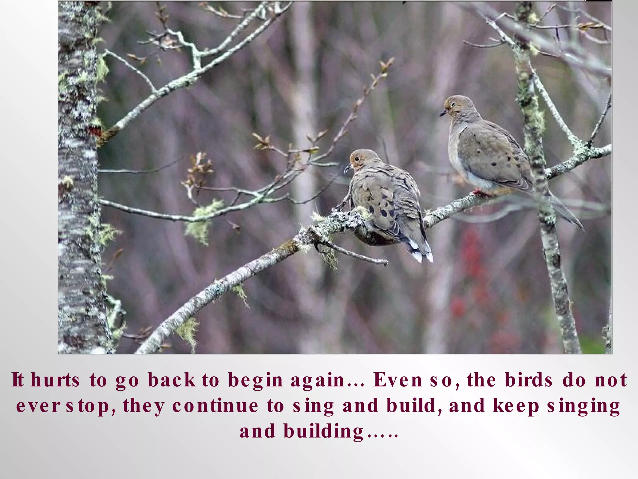 It hurts to go back to begin again… Even so, the birds do not ever stop, they continue to sing and build, and keep singing and building….. 