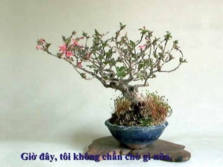 Giờ đây, tôi không chần chờ gì nữa,Giờ đây, tôi không chần chờ gì nữa,
 