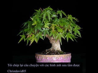 Tôi chép lại câu chuyện với các hình ảnh sưu tầm được
Christdavid05
 