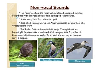 Songs and calls of birds pdf | PDF