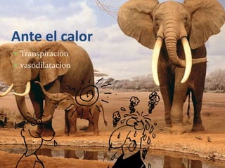 Ante el calor
 Transpiracion
 vasodilatacion
 