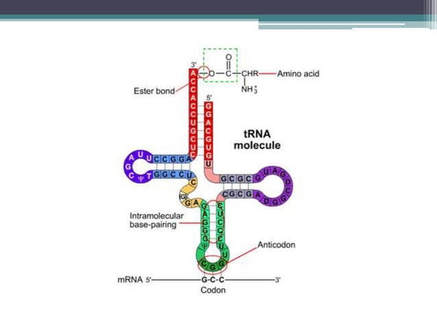 Translation in Prokaryotes | PPT