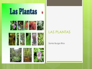 LAS PLANTAS
Sonia Burga Ríos
 
