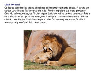 Leão africano
Os leões são o único grupo de felinos com comportamento social. A tarefa de
cuidar dos filhotes fica a cargo da mãe. Porém, o pai se faz muito presente.
Quando adolescentes, os filhotes agem junto ao pai na defesa do grupo. Faz a
linha de pai turrão, pois nas refeições é sempre o primeiro a comer e deixa a
criação dos filhotes inteiramente para mãe. Somente quando sua família é
ameaçada que o "paizão" dá as caras.
 
