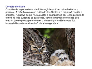 Corujão-orelhudo
O macho da espécie de coruja Bubo virginianus é um pai trabalhador e
presente. A mãe fica no ninho cuidando dos filhotes e o pai provê comida e
proteção. "Observa-se em muitos casos a permanência por longo período da
fêmea na toca cuidando de suas crias, sendo alimentada e cuidada pelo
macho, que se preocupa em trazer o alimento para a fêmea que fica
impossibilitada de se alimentar", diz a bióloga Mara.
 