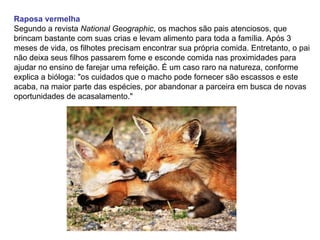 Raposa vermelha
Segundo a revista National Geographic, os machos são pais atenciosos, que
brincam bastante com suas crias e levam alimento para toda a família. Após 3
meses de vida, os filhotes precisam encontrar sua própria comida. Entretanto, o pai
não deixa seus filhos passarem fome e esconde comida nas proximidades para
ajudar no ensino de farejar uma refeição. É um caso raro na natureza, conforme
explica a bióloga: "os cuidados que o macho pode fornecer são escassos e este
acaba, na maior parte das espécies, por abandonar a parceira em busca de novas
oportunidades de acasalamento."
 