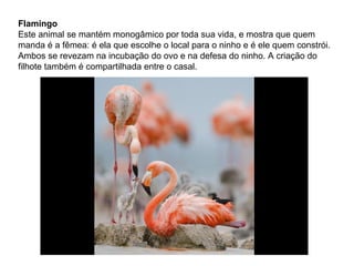 Flamingo
Este animal se mantém monogâmico por toda sua vida, e mostra que quem
manda é a fêmea: é ela que escolhe o local para o ninho e é ele quem constrói.
Ambos se revezam na incubação do ovo e na defesa do ninho. A criação do
filhote também é compartilhada entre o casal.
 