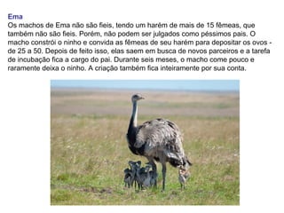 Ema
Os machos de Ema não são fieis, tendo um harém de mais de 15 fêmeas, que
também não são fieis. Porém, não podem ser julgados como péssimos pais. O
macho constrói o ninho e convida as fêmeas de seu harém para depositar os ovos -
de 25 a 50. Depois de feito isso, elas saem em busca de novos parceiros e a tarefa
de incubação fica a cargo do pai. Durante seis meses, o macho come pouco e
raramente deixa o ninho. A criação também fica inteiramente por sua conta.
 