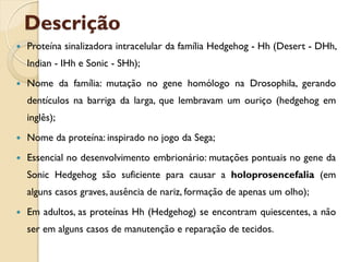 Descrição
   Proteína sinalizadora intracelular da família Hedgehog - Hh (Desert - DHh,
    Indian - IHh e Sonic - SHh);
   Nome da família: mutação no gene homólogo na Drosophila, gerando
    dentículos na barriga da larga, que lembravam um ouriço (hedgehog em
    inglês);
   Nome da proteína: inspirado no jogo da Sega;
   Essencial no desenvolvimento embrionário: mutações pontuais no gene da
    Sonic Hedgehog são suficiente para causar a holoprosencefalia (em
    alguns casos graves, ausência de nariz, formação de apenas um olho);
   Em adultos, as proteínas Hh (Hedgehog) se encontram quiescentes, a não
    ser em alguns casos de manutenção e reparação de tecidos.
 