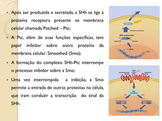    Após ser produzida e secretada, a SHh se liga à
    proteína receptora presente na membrana
    celular chamada Patched – Ptc;
   A Ptc, além de suas funções específicas, tem
    papel   inibidor   sobre   outra   proteína   da
    membrana celular: Smoothed (Smo);
   A formação do complexo SHh-Ptc interrompe
    o processo inibidor sobre a Smo;
   Uma vez interrompida        a inibição, a Smo
    permite a entrada de outras proteínas na célula,
    que iram conduzir a transcrição     do sinal da
    SHh.
 