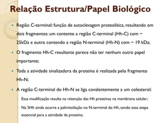 Relação Estrutura/Papel Biológico
   Região C-terminal: função de autoclevagem proteolítica, resultando em
    dois fragmentos: um contento a região C-terminal (Hh-C) com ~
    25kDa e outro contendo a região N-terminal (Hh-N) com ~ 19 kDa;

   O fragmento Hh-C resultante parece não ter nenhum outro papel
    importante;

   Toda a atividade sinalizadora da proteína é realizada pelo fragmento
    Hh-N;

   A região C-terminal do Hh-N se liga covalentemente a um colesterol:
    ◦ Essa modificação resulta na retenção das Hh proteínas na membrana celular;

    ◦ Na SHh ainda ocorre a palmitoilação no N-terminal do Hh, sendo essa etapa
      essencial para a atividade da proteína.
 