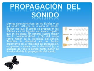 ciertas características de los fluidos y de
los sólidos influyen en la onda de sonido.
Es por eso que el sonido se propaga en los
sólidos y en los líquidos con mayor rapidez
que en los gases. En general cuanto mayor
sea la compresibilidad (1/K) del medio
tanto menor es la velocidad del sonido.
También la densidad es un factor
importante en la velocidad de propagación,
en general a mayor sea la densidad (ρ), a
igualdad de todo lo demás, tanto menor es
la velocidad de la propagación del sonido.
 