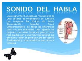 usan segmentos homogéneos reconocibles de
unas decenas de milisegundos de duración,
que componen los sonidos del habla,
técnicamente llamados fonos.
Lingüísticamente no todas las diferencias
acústicas son relevantes, por ejemplo las
mujeres y los niños tienen en general tonos
más agudos, por lo que todos los sonidos que
producen tienen en promedio una frecuencia
fundamental y unos armónicos más altos e
intensos.
 