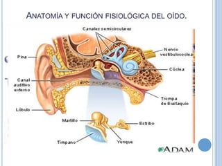ANATOMÍA Y FUNCIÓN FISIOLÓGICA DEL OÍDO.

 