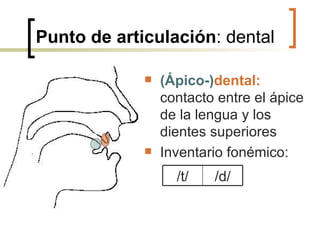 Punto de articulación : dental (Ápico-) dental:  contacto entre el ápice de la lengua y los dientes superiores Inventario fonémico: /d/ /t/ 