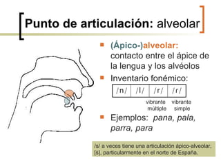 Punto de articulación:  alveolar (Ápico-) alveolar:   contacto entre el ápice de la lengua y los alvéolos Inventario fonémico: Ejemplos:  pana, pala, parra, para /s/ a veces tiene una articulación ápico-alveolar, [s ̇ ],  particularmente en el norte de España. vibrante  vibrante múltiple  simple / ɾ/ /r/ /l/ /n/ 