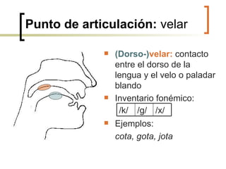 Punto de articulación:  velar (Dorso-) velar:  contacto entre el dorso de la lengua y el velo o paladar blando Inventario fonémico: Ejemplos:  cota, gota, jota   / x/ /g/ /k/ 