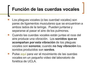   Función de las cuerdas vocales Los pliegues vocales (o las cuerdad vocales) son pares de ligamentos musculares que se encuentran a ambos lados de la laringe.  Pueden juntarse y separarse al pasar el aire de los pulmones.   Cuando las cuerdas vocales están juntas el roce del aire produce una vibración.  Los  sonidos que se acompañan por esta vibración  de los pliegues vocales son  sonoros ; cuando  no hay vibración  los sonidos producidos son  sordos . Pulse  aquí  para ver el movimiento de las cuerdas vocales en un pequeño video del laboratorio de fonética de UCLA.  
