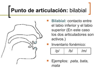Punto de articulación:  bilabial Bilabial:   contacto entre el labio inferior y el labio superior (En este caso los dos articuladores son activos.) Inventario fonémico: Ejemplos:  pata, bata, mata /m/ /b/ /p/ 