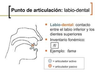 Punto de articulación:  labio-dental Labio- dental:  contacto entre el labio inferior y los dientes superiores  Inventario fonémico: Ejemplo:  fama = articulador activo = articulador pasivo   /f/ 