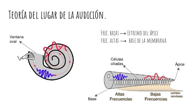 Sonido, sistema auditivo y percepción del tono.