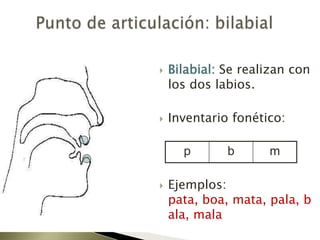 Punto de articulación: bilabialBilabial: Se realizan con los dos labios.Inventariofonético:Ejemplos:  pata, boa, mata, pala, bala, mala 