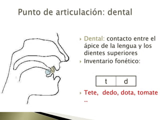 Punto de articulación: dentalDental: contacto entre el ápice de la lengua y los dientes superioresInventario fonético:Tete,  dedo, dota, tomate..
