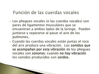 Función de las cuerdas vocalesLos pliegues vocales (o las cuerdas vocales) son pares de ligamentos musculares que se encuentran a ambos lados de la laringe.  Pueden juntarse y separarse al pasar el aire de los pulmones.  Cuando las cuerdas vocales están juntas el roce del aire produce una vibración.  Los sonidos que se acompañan por esta vibración de los pliegues vocales son sonoros; cuando no hay vibración los sonidos producidos son sordos.