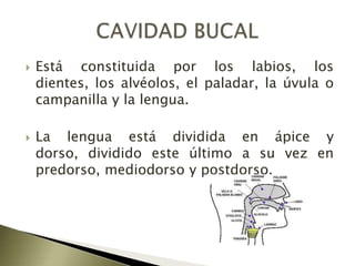 Está constituida por los labios, los dientes, los alvéolos, el paladar, la úvula o campanilla y la lengua.La lengua está dividida en ápice y dorso, dividido este último a su vez en predorso, mediodorso y postdorso.CAVIDAD BUCAL