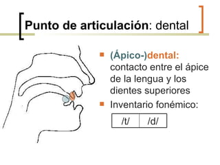 Punto de articulación : dental (Ápico-) dental:  contacto entre el ápice de la lengua y los dientes superiores Inventario fonémico: /t/ /d/ 