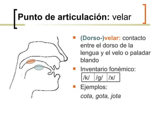 Punto de articulación:  velar (Dorso-) velar:  contacto entre el dorso de la lengua y el velo o paladar blando Inventario fonémico: Ejemplos:  cota, gota, jota   /k/ /g/ / x/ 