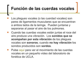   Función de las cuerdas vocales Los pliegues vocales (o las cuerdad vocales) son pares de ligamentos musculares que se encuentran a ambos lados de la laringe.  Pueden juntarse y separarse al pasar el aire de los pulmones.   Cuando las cuerdas vocales están juntas el roce del aire produce una vibración.  Los  sonidos que se acompañan por esta vibración  de los pliegues vocales son  sonoros ; cuando  no hay vibración  los sonidos producidos son  sordos . Pulse  aquí  para ver el movimiento de las cuerdas vocales en un pequeño video del laboratorio de fonética de UCLA.  