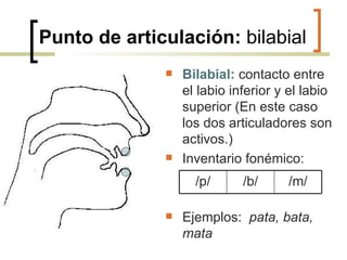 Punto de articulación:  bilabial Bilabial:   contacto entre el labio inferior y el labio superior (En este caso los dos articuladores son activos.) Inventario fonémico: Ejemplos:  pata, bata, mata /p/ /b/ /m/ 