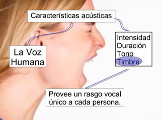 La Voz Humana Características acústicas Provee un rasgo vocal único a cada persona. Intensidad Duración Tono Timbre 