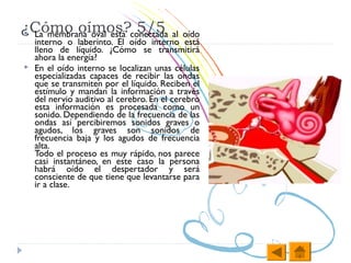 ¿Cómo oímos?conectada al oído
 La membrana oval está 5/5
    interno o laberinto. El oído interno está
    lleno de líquido. ¿Cómo se transmitirá
    ahora la energía?
   En el oído interno se localizan unas células
    especializadas capaces de recibir las ondas
    que se transmiten por el líquido. Reciben el
    estímulo y mandan la información a través
    del nervio auditivo al cerebro. En el cerebro
    esta información es procesada como un
    sonido. Dependiendo de la frecuencia de las
    ondas así percibiremos sonidos graves o
    agudos, los graves son sonidos de
    frecuencia baja y los agudos de frecuencia
    alta.
    Todo el proceso es muy rápido, nos parece
    casi instantáneo, en este caso la persona
    habrá oído el despertador y será
    consciente de que tiene que levantarse para
    ir a clase.
 