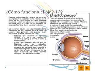 ¿Cómo funciona el ojo? 1/2
 Para que podamos ver, los rayos de luz entran en
 las pupilas y se registran en las retinas, en el
 fondo de los ojos, donde se crean imágenes
 invertidas. Estas se convierten en impulsos
 eléctricos, llevados a través del nervio óptico de
 cada ojo al cerebro donde son interpretados.

 Las neuronas –células nerviosas encargadas de la
 conducción de los impulsos hacia y desde el
 cerebro– que permiten este proceso están
 ubicadas en la retina y son de dos tipos:
     o Bastones, que contienen un pigmento
        sensible a la luz y son capaces de
        discernir lo claro y lo oscuro, la forma y
        el movimiento.
     o Conos, que necesitan más luz que los
        bastones       para      ser     activados.
        Los conos son de tres tipos; cada uno
        contiene un pigmento que responde a
        diferentes longitudes de onda de la luz –
        verde, rojo y azul–. La combinación de
        estas longitudes de onda permite
        distinguir cada uno de los colores.
 