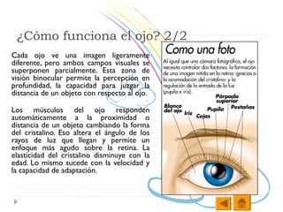 ¿Cómo funciona el ojo? 2/2
Cada ojo ve una imagen ligeramente
diferente, pero ambos campos visuales se
superponen parcialmente. Esta zona de
visión binocular permite la percepción en
profundidad, la capacidad para juzgar la
distancia de un objeto con respecto al ojo.

Los músculos del ojo responden
automáticamente a la proximidad o
distancia de un objeto cambiando la forma
del cristalino. Eso altera el ángulo de los
rayos de luz que llegan y permite un
enfoque más agudo sobre la retina. La
elasticidad del cristalino disminuye con la
edad. Lo mismo sucede con la velocidad y
la capacidad de adaptación.
 