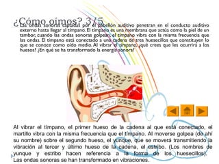 ¿Cómo oímos?por el pabellón auditivo penetran en el conducto auditivo
 Las ondas sonoras captadas 3/5
  externo hasta llegar al tímpano. El tímpano es una membrana que actúa como la piel de un
  tambor, cuando las ondas sonoras golpean, el tímpano vibra con la misma frecuencia que
  las ondas. El tímpano está conectado a una cadena de tres huesecillos que constituyen lo
  que se conoce como oído medio. Al vibrar el tímpano, ¿qué crees que les ocurrirá a los
  huesos? ¿En qué se ha transformado la energía sonora?




Al vibrar el tímpano, el primer hueso de la cadena al que está conectado, el
martillo vibra con la misma frecuencia que el tímpano. Al moverse golpea (de ahí
su nombre) sobre el segundo hueso, el yunque, que se moverá transmitiendo la
vibración al tercer y último hueso de la cadena, el estribo. (Los nombres de
yunque y estribo hacen referencia a la forma de los huesecillos).
Las ondas sonoras se han transformado en vibraciones.
 