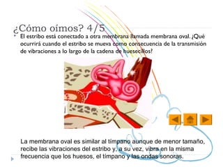 ¿Cómo oímos? 4/5
   El estribo está conectado a otra membrana llamada membrana oval. ¿Qué
    ocurrirá cuando el estribo se mueva como consecuencia de la transmisión
    de vibraciones a lo largo de la cadena de huesecillos?




    La membrana oval es similar al tímpano aunque de menor tamaño,
    recibe las vibraciones del estribo y, a su vez, vibra en la misma
    frecuencia que los huesos, el tímpano y las ondas sonoras.
 