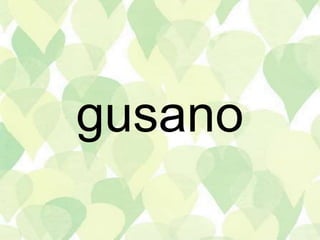 gusano
 