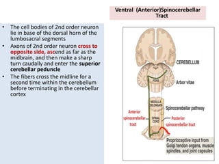 Neuroanatomy Ascending Spinal Tracts.ppt
