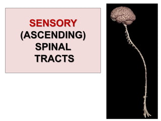 SENSORY
(ASCENDING)
SPINAL
TRACTS
 