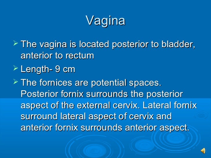 Sono 202 normal gyn anatomy